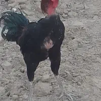 سلام خروس لاری به فروش میرسد