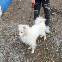 سگ پامر
