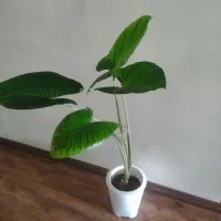 فروش بابا آدم هیدروپونیک