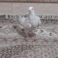 کفتر|پرنده|شیراز, کوزه گری|دیوار