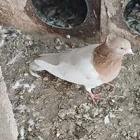کفتر|پرنده|بناب, |دیوار
