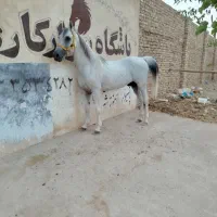 اسب کرد