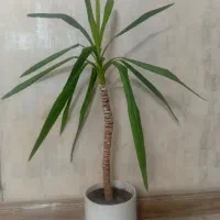 گل وگدان
