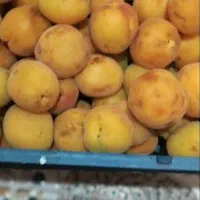 زردآلو شیرین و رسیده