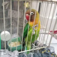 یک جفت کوتوله  باقفس و لوازم به شرط تخم وجوجه