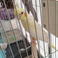 عروس هلندی
