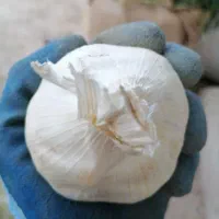 سیر درشت