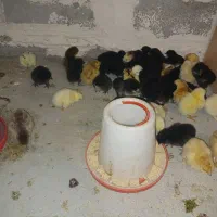 جوجه برهما . مرند قرسی