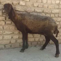 گوسفند ماده