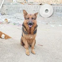 سگ جرمن شولاین