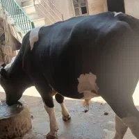 گوساله نر پروار