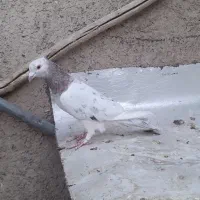 کبوتر