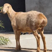 بره نر بره قوچی بره ماده