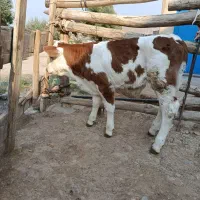 گوساله نر ۷ روزه