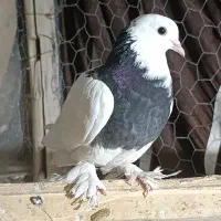 کبوتر پرشی و جوجه کشی