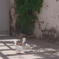 کفتر۱ با جوجه ۲رنگ