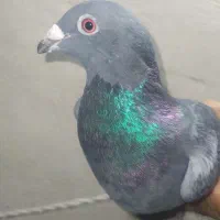 سبز آلمانی