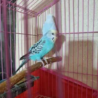 مرغ عشق|پرنده|تویسرکان, |دیوار