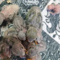 جوجه سرلاکی