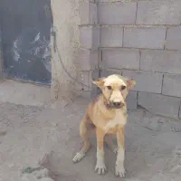 واگذاری سگ