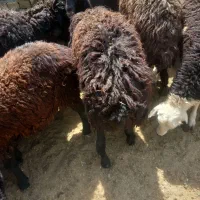 بره نر