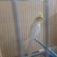 یک جفت عروس هلندی
