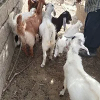 فروش چپشت