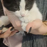 گربه