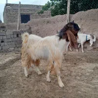 بز نر