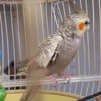 عروس گلباقالی نر. معاوضه وفقط با عروس دستی سخنگو