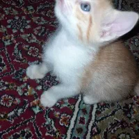 گربه میکس