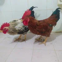 خروس یک ساله