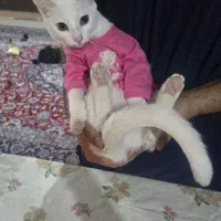 واگذاری گربه