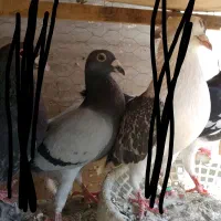 کفتر پرشی