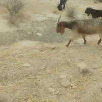 فروش بز .کهره و پازن