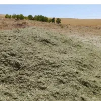 همه‌گیاه درجه یکم