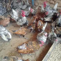 جوجه سیبرایت یا مینیاتوری