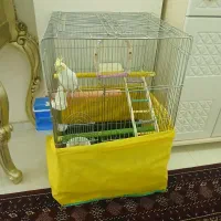 عروس هلندی نر