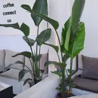 خدمات باغبانی و اجرای فضای سبز