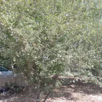 خانه ویلایی دشت شاد