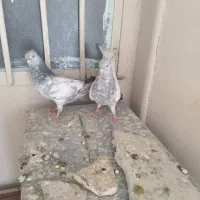 کفتر رنگه جوانه سینه سرخ زرد سیاه کله الماسی