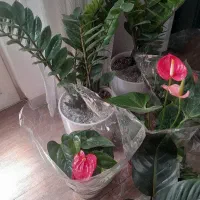 گلهای آپارتمانی پر ریشه