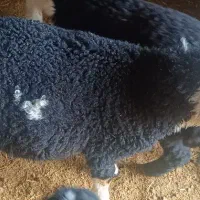 بره نر و ماده
