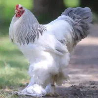 تک و یکجا ۲۰ تا برهما لایت و بلولایت جفتی ۳۸۰۰