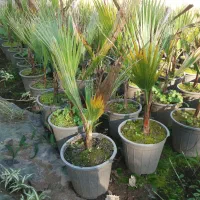 گلهای بیرونی صادراتی