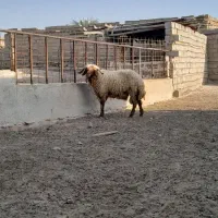 گوسفندنر/قوچ /نرمیش/ خروف