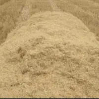 کاه جو تمیز