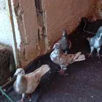 کبوتر|پرنده|فسا, |دیوار