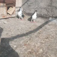 ۱جفت شیرازی نرماده