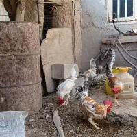 چهارعددخروس ویک عددمرغ سالم وخوش خوراک